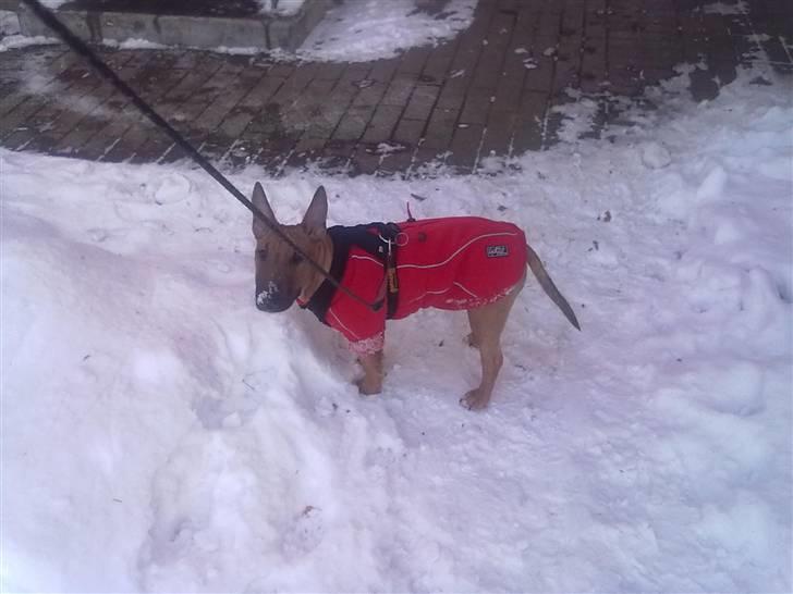 Bullterrier miniature Hazel - Endnu en tur i sneen - men nu men en fin varm trøje :O) Så går det liiiiige..... billede 5