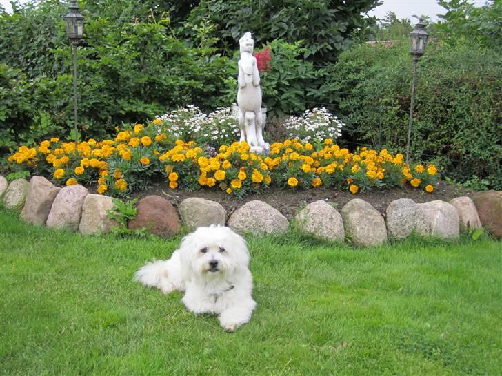Coton de tulear Buller - Sommer 2010 - Buller ligger foran bedet han nu er begravet i... billede 18