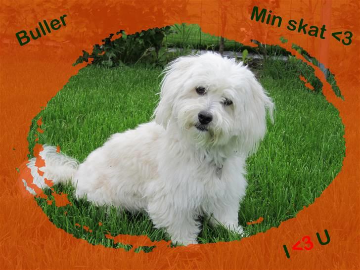 Coton de tulear Buller - Sommer 2010 :D billede 19