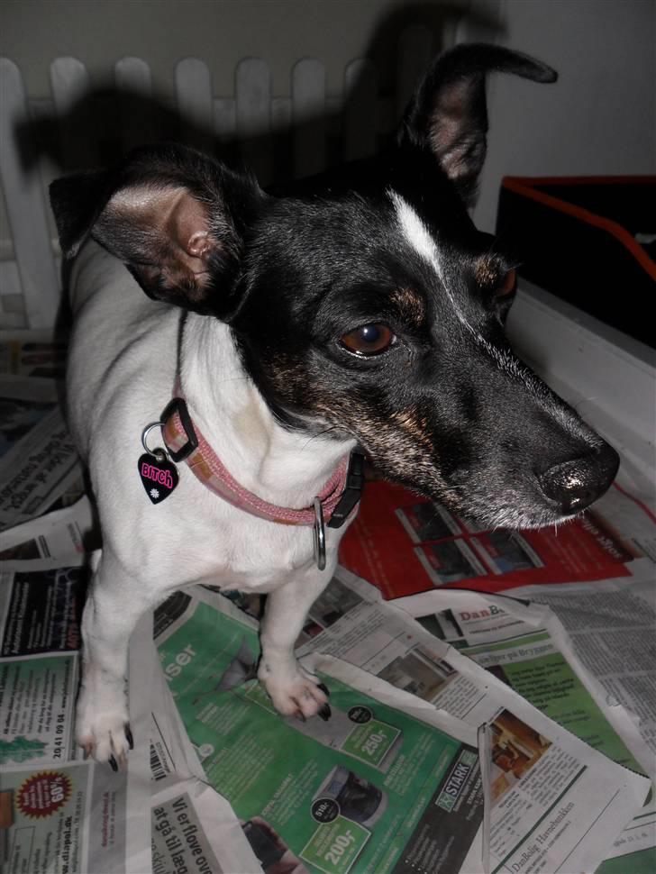 Jack russell terrier Molly billede 1