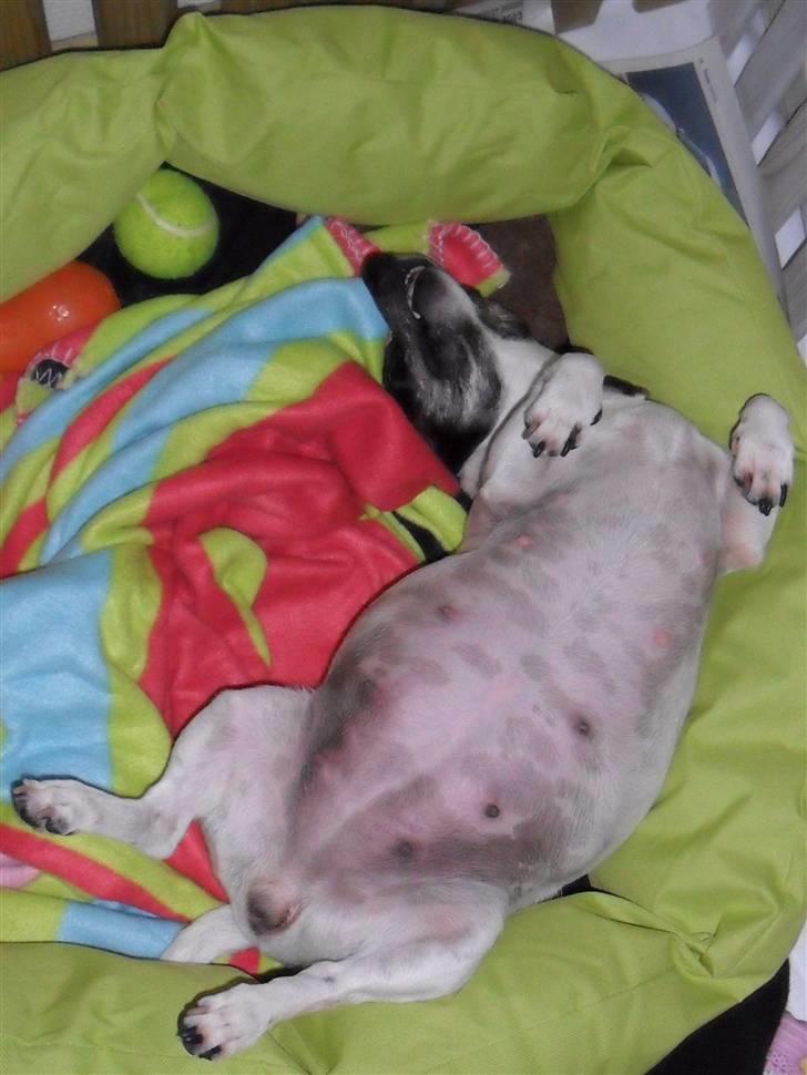 Jack russell terrier Molly billede 2