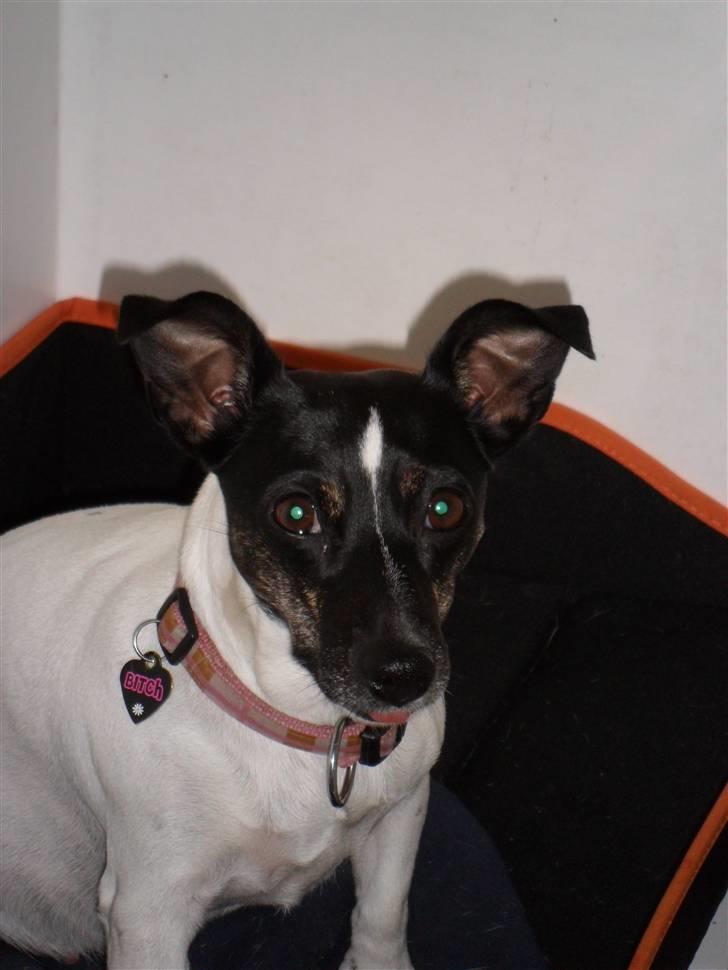 Jack russell terrier Molly billede 3