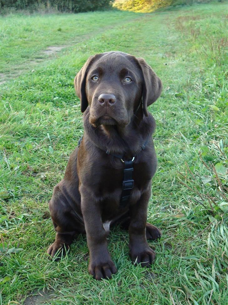 Labrador retriever Mikker - 14 uger billede 11