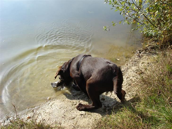 Labrador retriever Mikker - mikker ved søen. 14 uger  billede 12