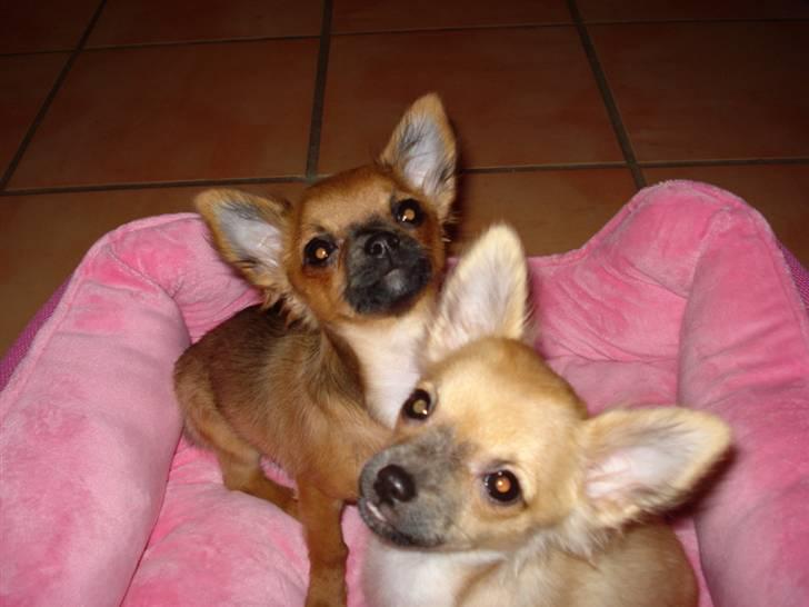 Chihuahua Coco billede 10