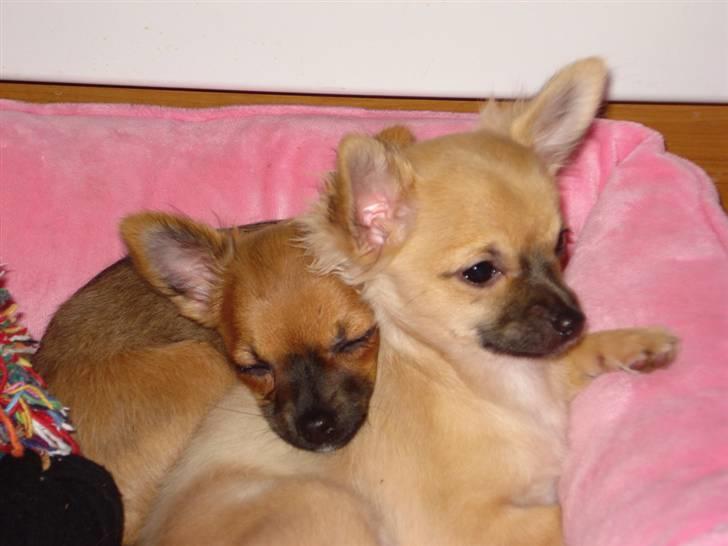 Chihuahua Tilde billede 18