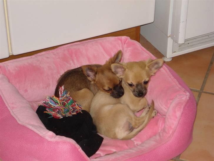 Chihuahua Tilde billede 19