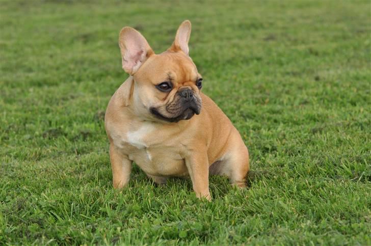 Fransk bulldog Freja billede 8