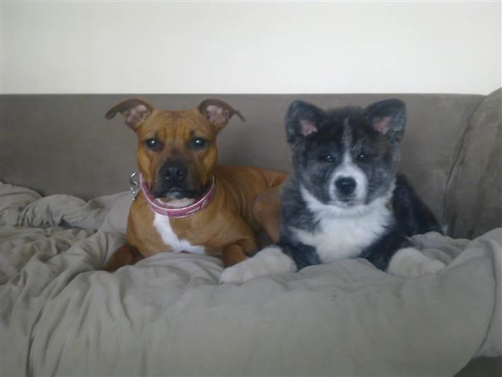 Akita inu Emiko/Miko billede 11