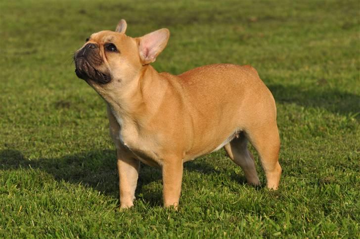 Fransk bulldog Freja billede 9