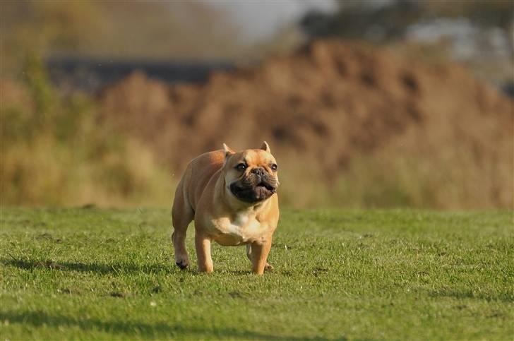 Fransk bulldog Freja billede 10