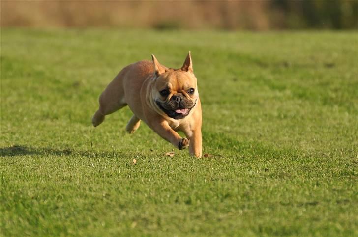 Fransk bulldog Freja billede 11