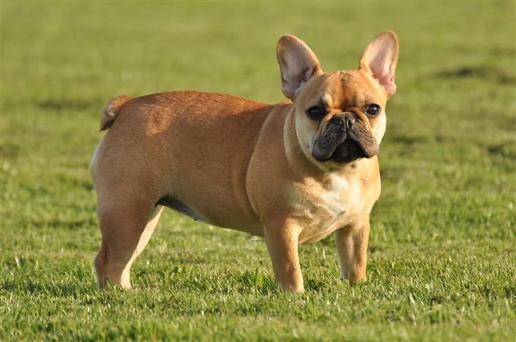 Fransk bulldog Freja billede 12