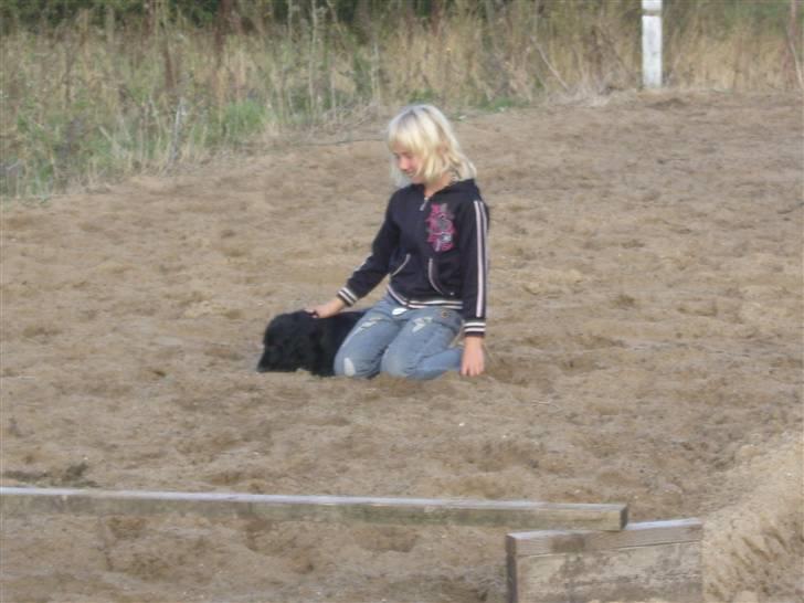 Cocker spaniel Tika <3 billede 12