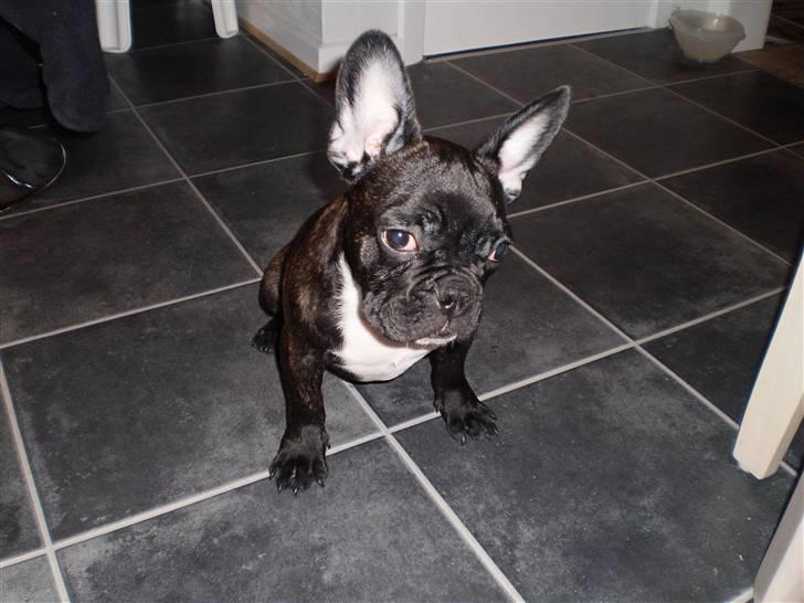 Fransk bulldog Kessler billede 10