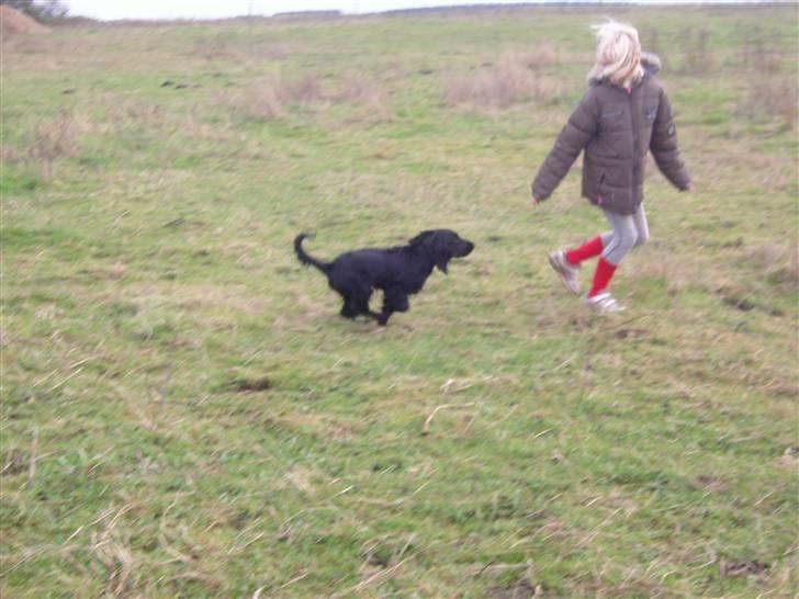 Cocker spaniel Tika <3 billede 13