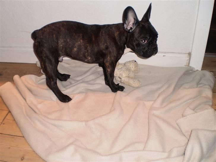 Fransk bulldog Kessler billede 11