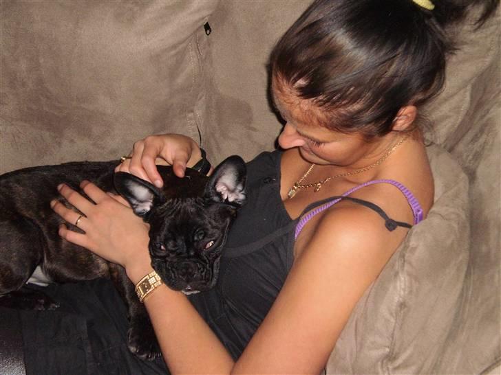 Fransk bulldog Kessler billede 12