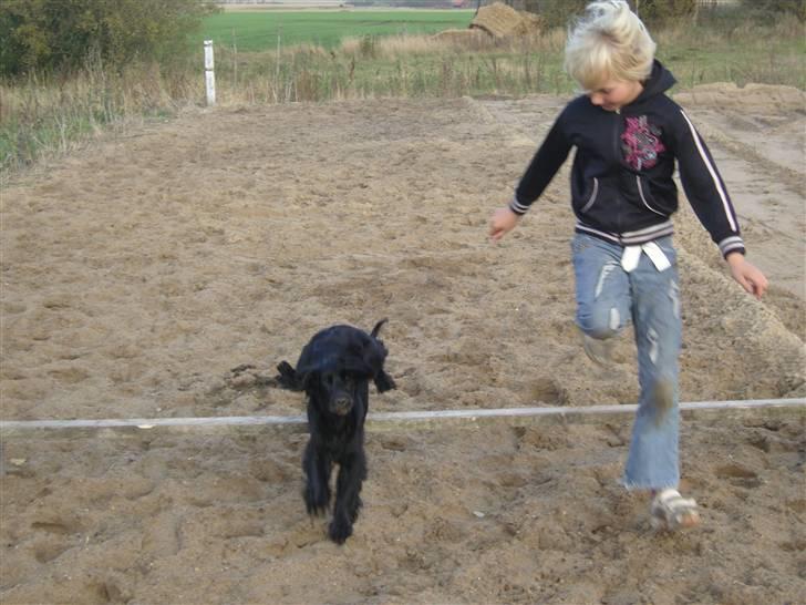Cocker spaniel Tika <3 billede 14