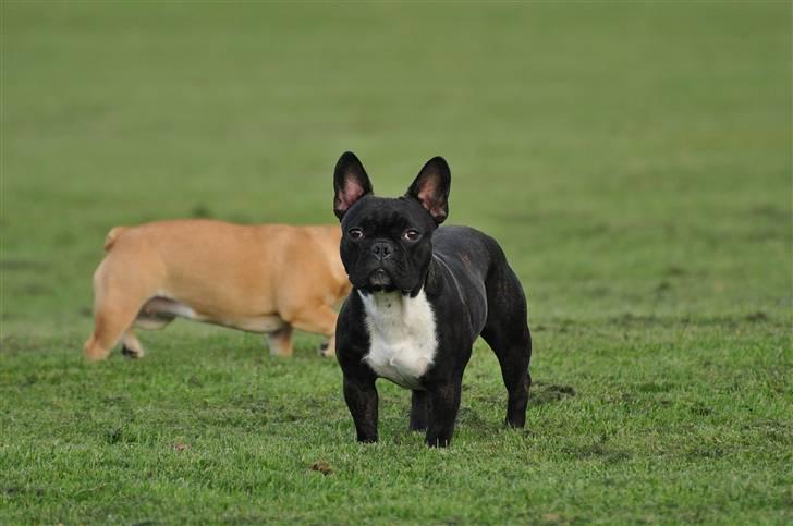 Fransk bulldog Kessler billede 13