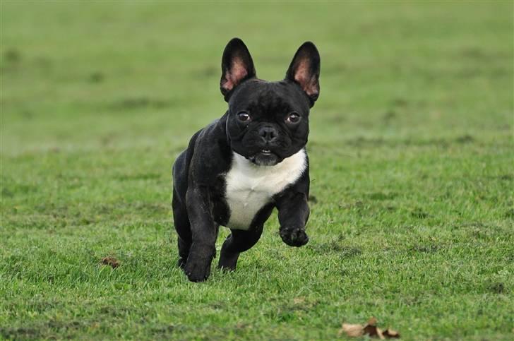 Fransk bulldog Kessler billede 14