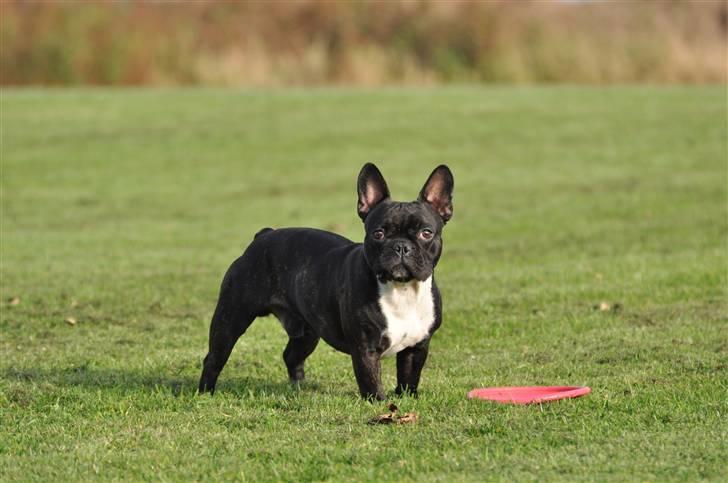 Fransk bulldog Kessler billede 15