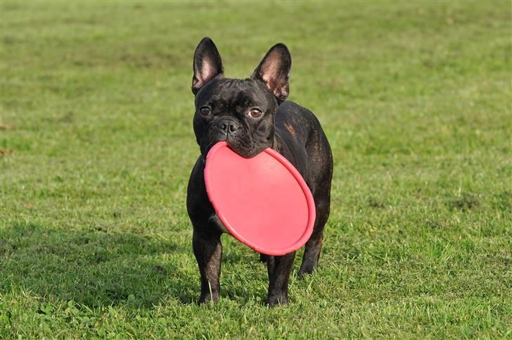 Fransk bulldog Kessler billede 16