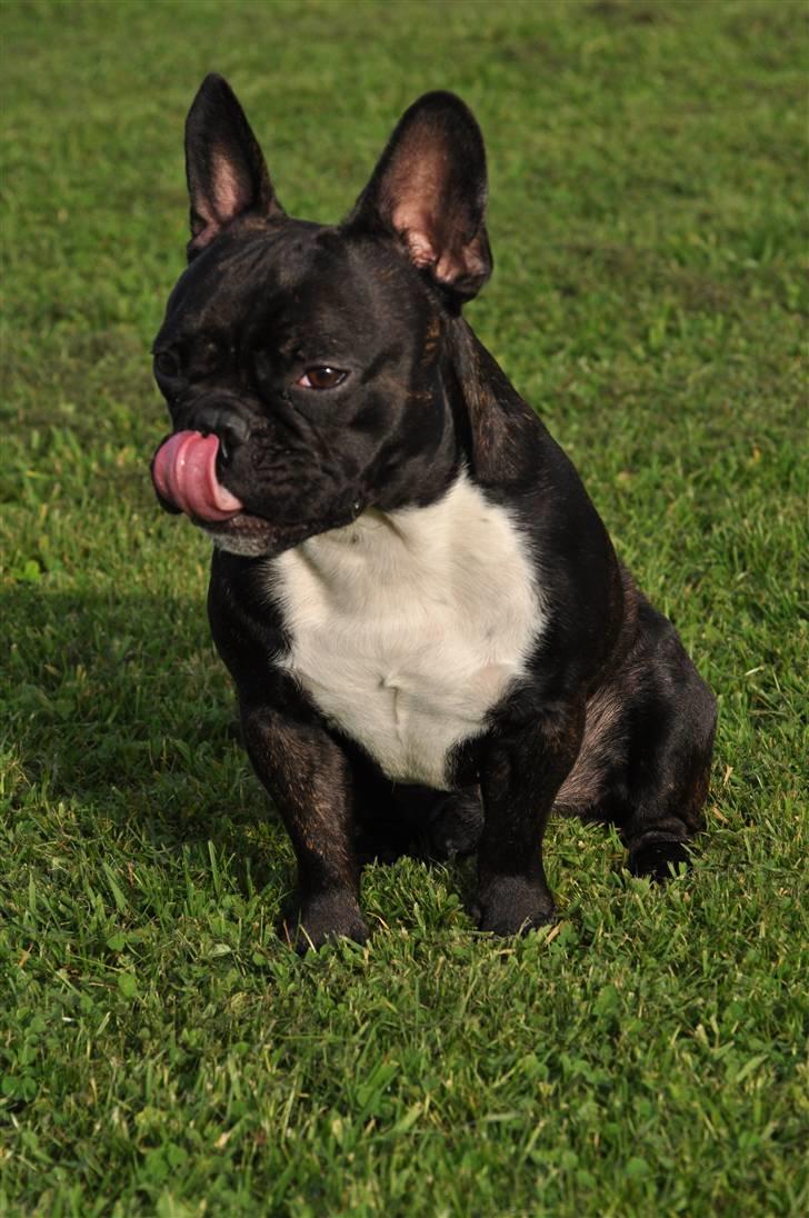 Fransk bulldog Kessler billede 17