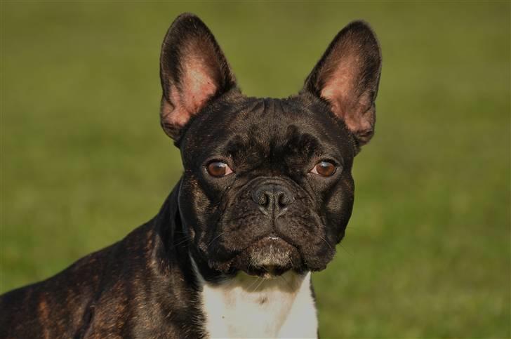 Fransk bulldog Kessler billede 18