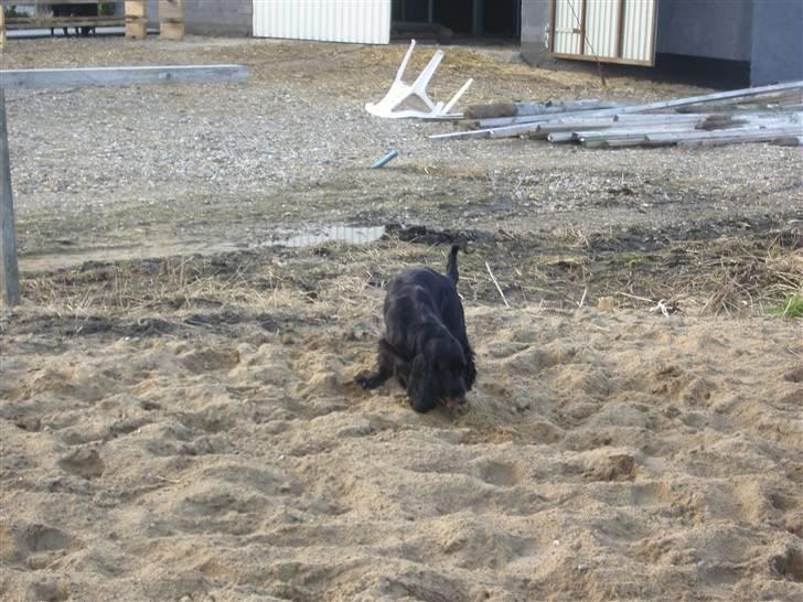 Cocker spaniel Tika <3 billede 15