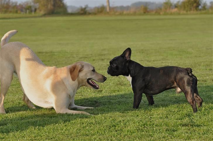 Fransk bulldog Kessler billede 20