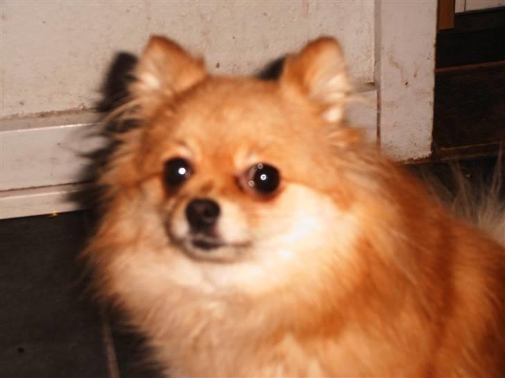 Pomeranian molly ( pomse ) - et billlede af molly i køkkenet billede 4