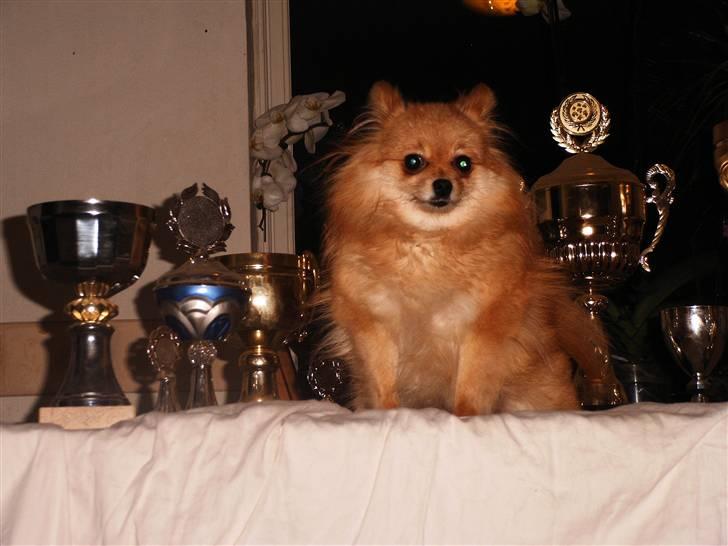 Pomeranian molly ( pomse ) - molly med diverse pokaler billede 5