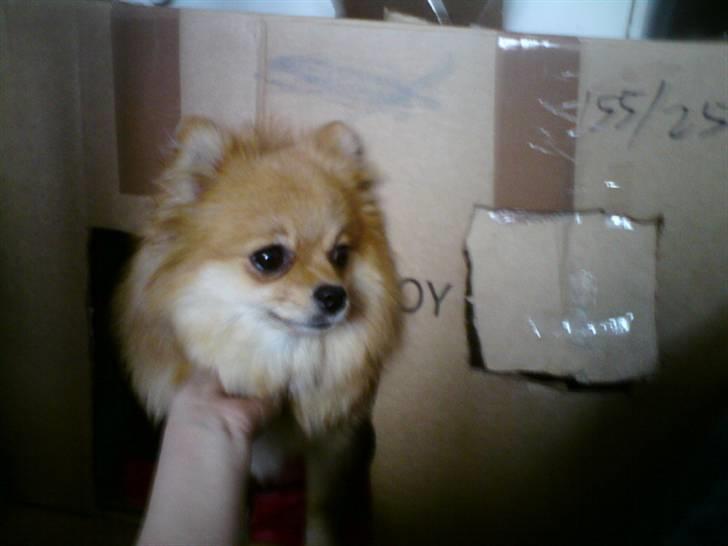 Pomeranian molly ( pomse ) - molly i sit pap hus billede 6