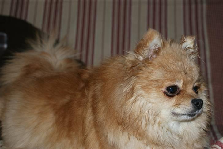 Pomeranian molly ( pomse ) - molly igen beskidt ( det er hun tit ) billede 7