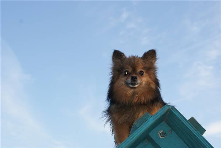 Pomeranian sally - i hundeskoven billede 9