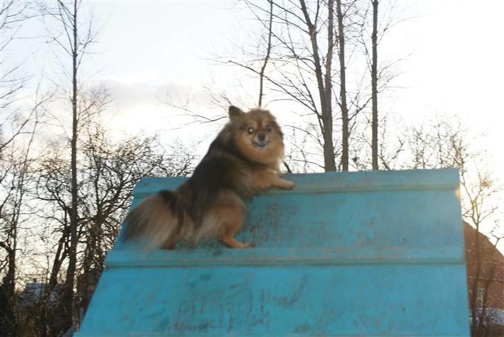 Pomeranian sally - bestiger maunt everest ( sådan er det når man er lille ) billede 10