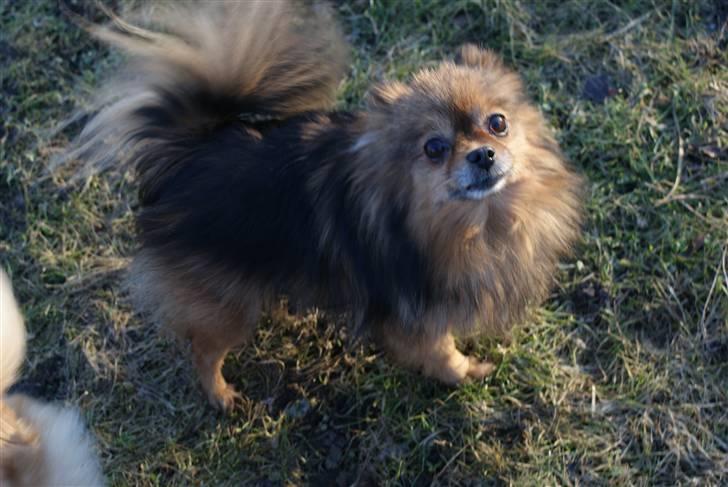 Pomeranian sally - puha det er koldt billede 11