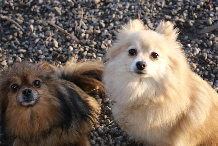 Pomeranian trold/maryy/mager - mig og sally hygger billede 10