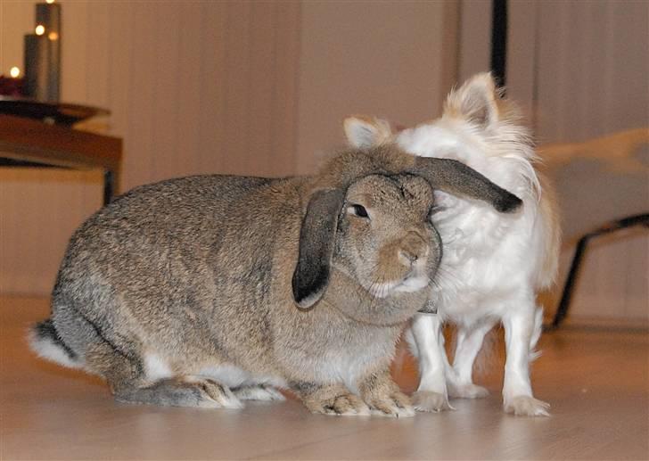 Chihuahua Daisy - Der bliver hvisket! Vimse & Daisy - januar 2011 billede 12