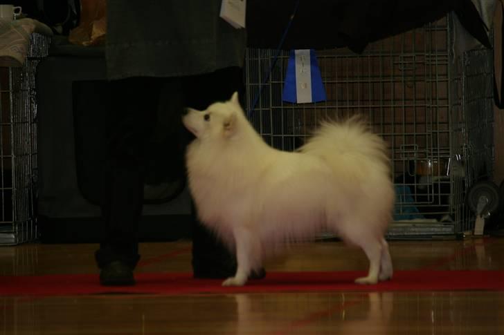 Japansk spids Wonder - 3. bedste han i åben klasse på udstillignen i Bredsten 23.10.2010 billede 2