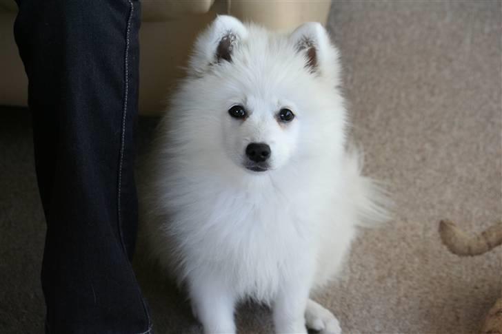 Japansk spids Hira billede 6