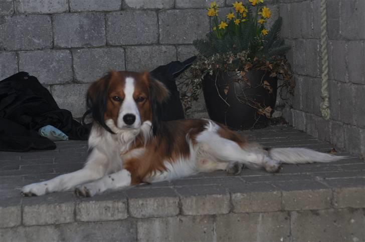 Kooikerhondje Tagas Max - ligger i skyggen igen og holder øje med dem der går forbi ;D billede 10