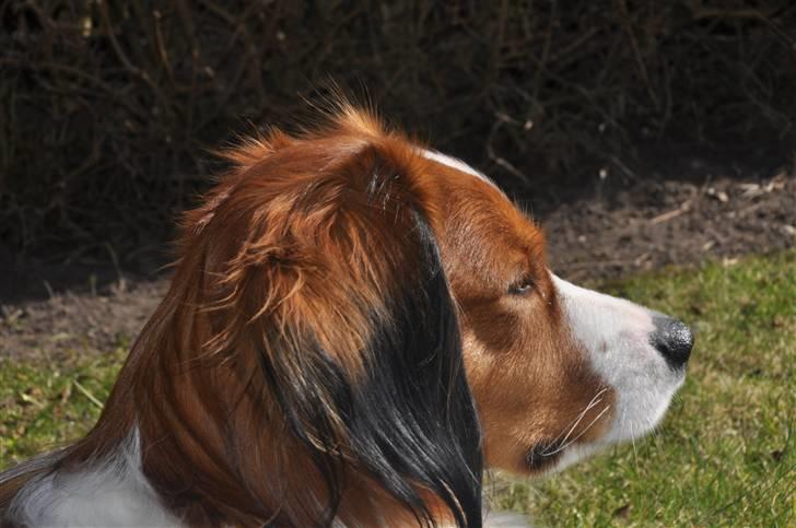 Kooikerhondje Tagas Max - der er en fugl lige der over må jeg godt tag den ;D billede 11