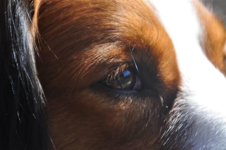 Kooikerhondje Tagas Max - igen igen igen Max modellen ;) billede 12