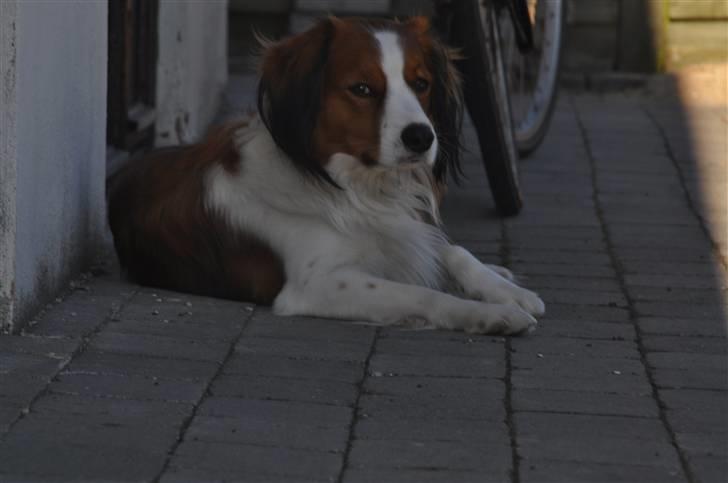 Kooikerhondje Tagas Max - ligger lige i skyggen og slapper af ;) billede 13
