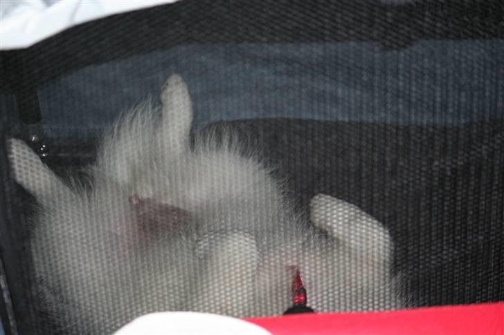 Japansk spids Hira - Træt lille Hira i buret på udstillingen i Bredsten d. 23/10/2010 billede 7