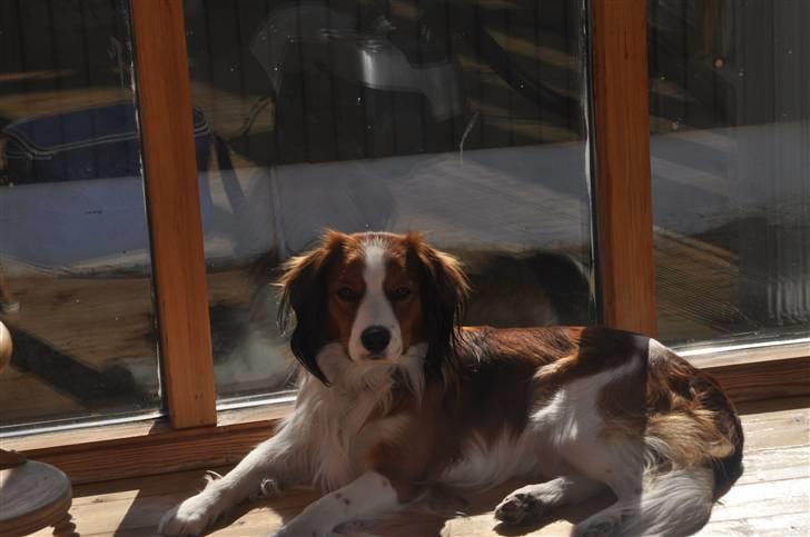 Kooikerhondje Tagas Max - tag lige lidt sol her xD billede 14