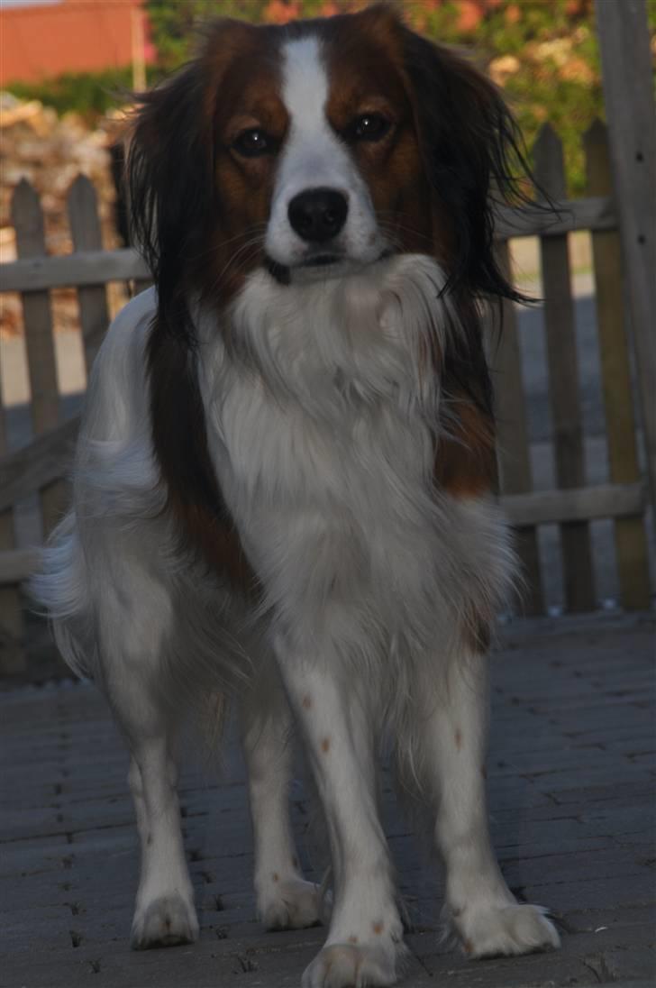 Kooikerhondje Tagas Max - hvad laver du? ;D billede 15