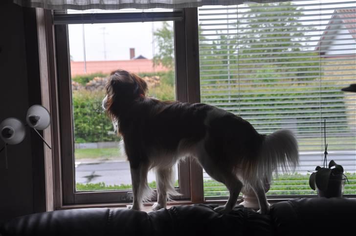 Kooikerhondje Tagas Max - der en KAT!! og jeg kan ikke komme ud til den - det piner mig xD billede 16